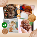 Adorable robot chaton/chiot