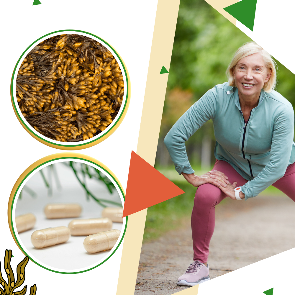 Complément d'Algues Marines