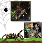 Appât de pêche en forme d'araignée à mouvements naturels